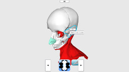 A skull with its bone and muscle in explore the body mode